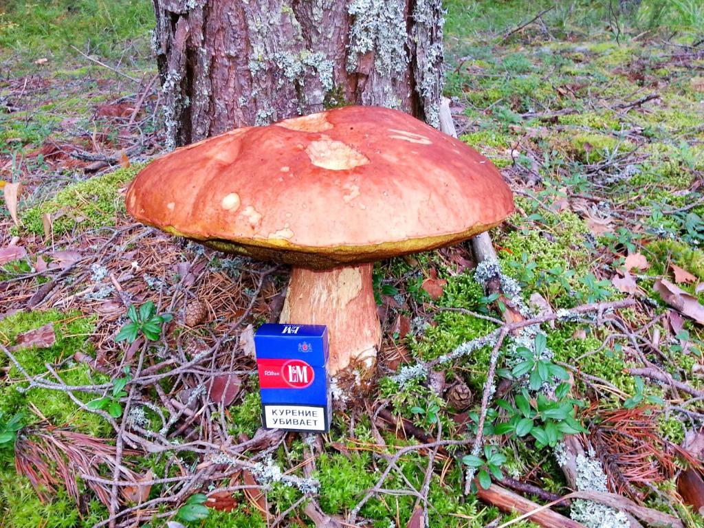 Kettu Holl Cottage Taipalsaari Zewnętrze zdjęcie